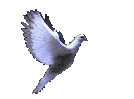 * la colombe *
